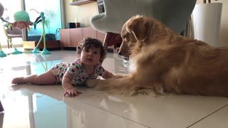 Baby girl sweetly tries to chew doggy's paw