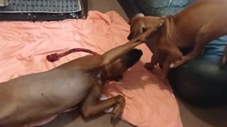 Ridgeback Dog Used Rope Ruse For More Rumbles With Pup