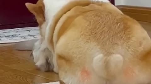 You're too fat. You're too fat to be a corgi