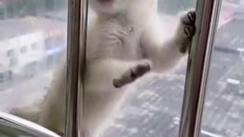 Cat cute sounds🥰Funny cats meow effect. Happy kitten 😸 cats funny videos cats meow