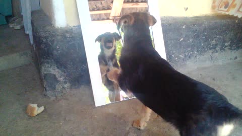 My Dog Against the Evil Mirror