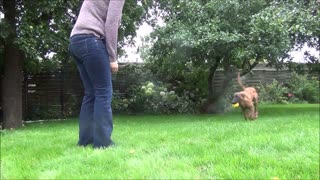 4,5 months old dog shows tricks and obedience