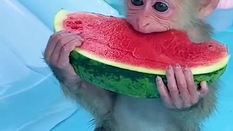 Baby Mickey eats watermelon