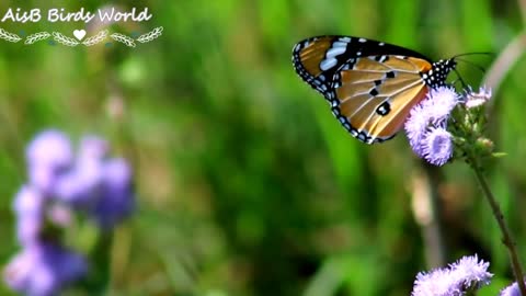 Beautiful butterfly on beautiful flowers flying slowly slowly