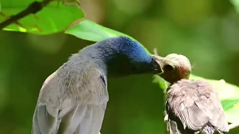 Mother Bird