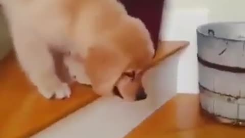 So Cute Puppy Golden Retriever