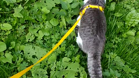 walking cat on a harness