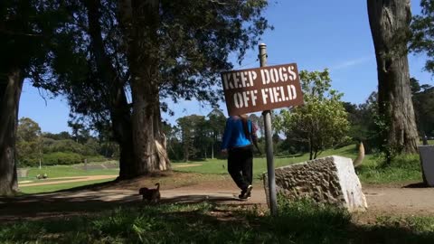 Dogs walking on path in Golden Gate Park