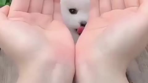 Very cute puppy in world