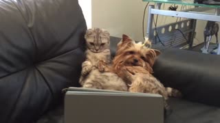 Dog And Cat Watch Netflix On Owner's Tablet