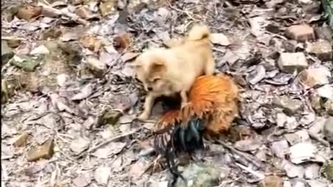 Dog Fight - Funny Dog Fight with chicken Videos