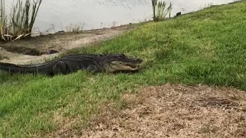 Police Release Gator From Garage