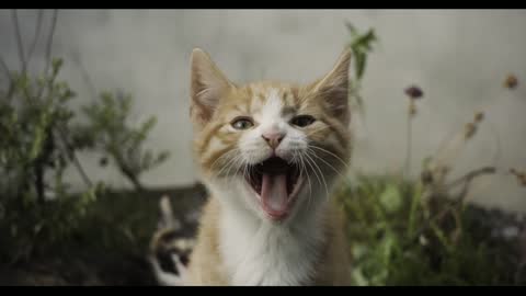 Kitten Yawning - Funny and Cute Cat Life