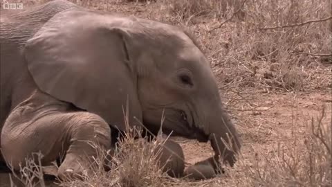 The Cutest Elephant Moments | Top 5 | BBC Earth