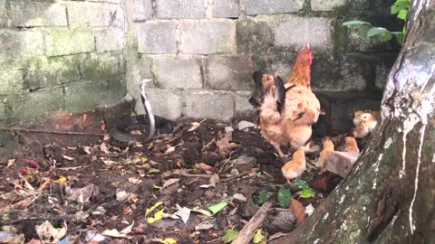 Chicken mother with snake fight for protect