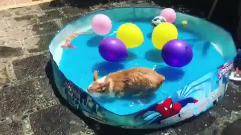 Corgi feliz de tener una fiesta en la piscina