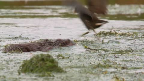 Highlights of 3-Film Collection British Wildlife Documentary Series