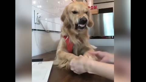 Funny Dogs - 12