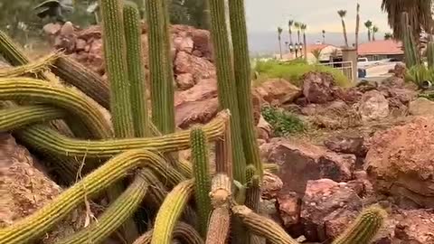 Blooming cactus in East Las Vegas, June 2022.