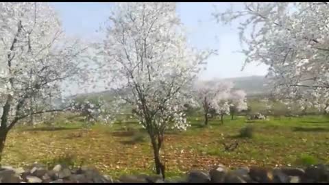 Beautiful almond tree blossoms