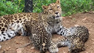 Leopard cubs cuddle with their mom at Cheyenne Mountain Zoo