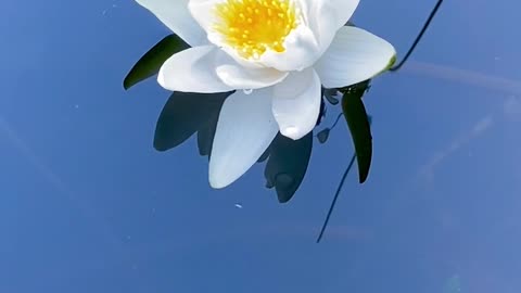 A closer view of a Waterlily #flowers #lily