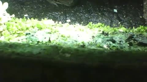 Frog is seen under the culvert cover at night, it doesn't seem to care [Nature & Animals]