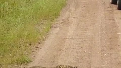 funny scene of giant lizard hitting the jaguar's face