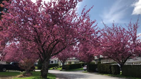 Beautiful cherry blossoms 😍