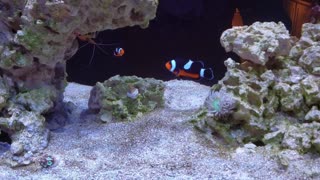 90 Gallon Reef - 3 Months