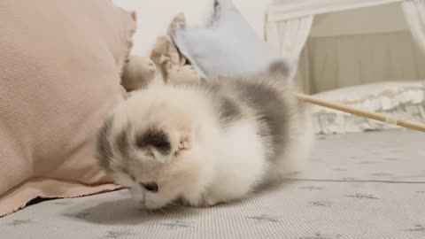 cute kitten videos short leg cat2