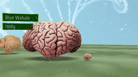 Bigges brain in the world-size comparison