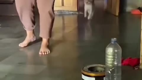 Funny and Cute Cats Videos #297