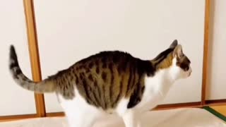 cute cat showing off dancing to the music