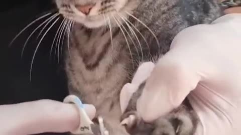 how to clip a cats nails easily