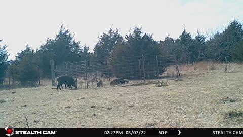Monday 7th of March 2022 Hogs at trap