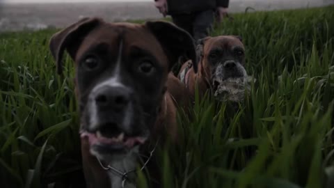 happy dog and playing dog