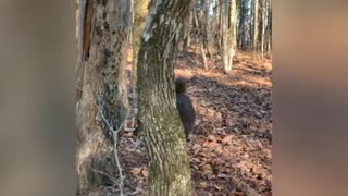 Poodle and Malinois knock down tree while trying to get to squirrel