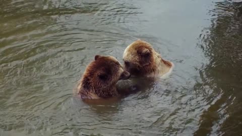 Lovely Bears Bathing And Loving In The River