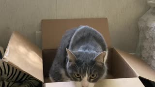 Kitty in Box