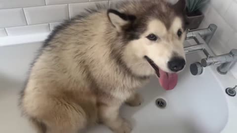 Giant Sulking Dog Hates Bath Time But Baby Helps Him (Cutest Duo EVER!!)-5