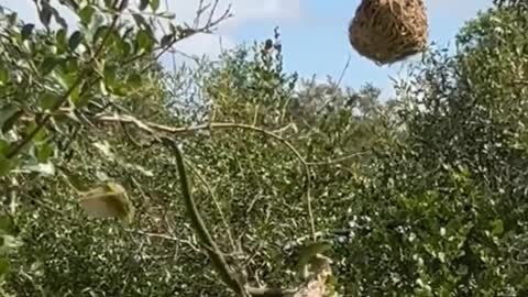 Birds desperately depend their chicks from Snake