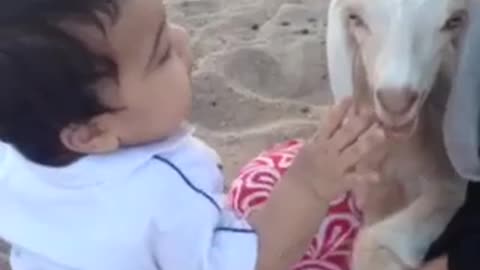 My child is playing with the sheep and he is happy