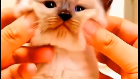 Cat 🐱 funny video