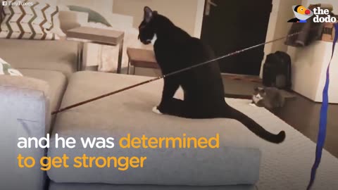 2-Legged Kitten Born In Forest Refuses To Give Up | The Dodo