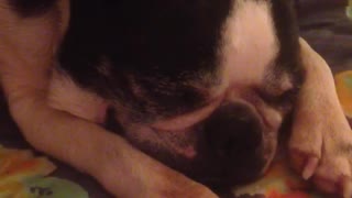 Black and white frenchie sleeping on floral blanket snoring