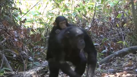 Cuddy Baby Chimpanzees