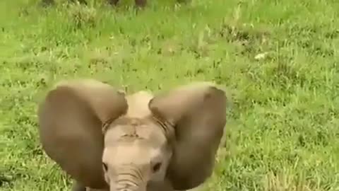 Baby Elephants.