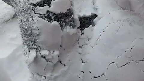 Dog covered with snow