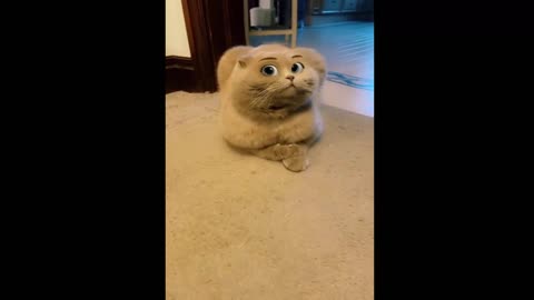 funny cat expression